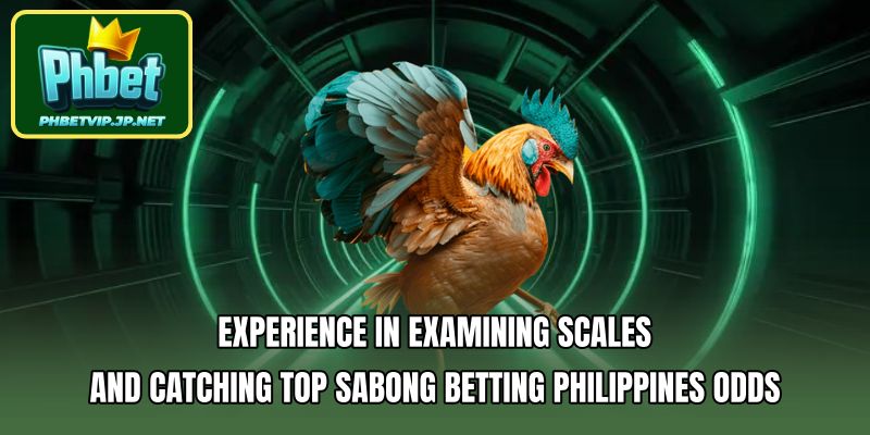 Experience in Examining Scales and Catching Top Sabong Betting Philippines Odds